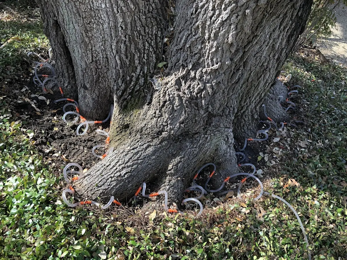 Detailed Tree Cabling and Bracing job site in Peru